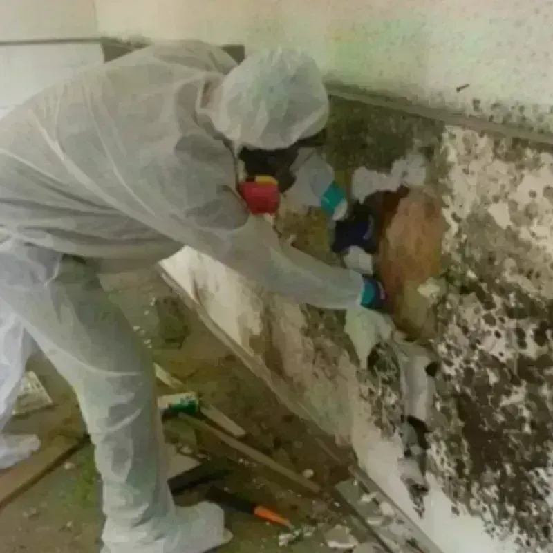 Mold Remediation and Removal in Athens, PA